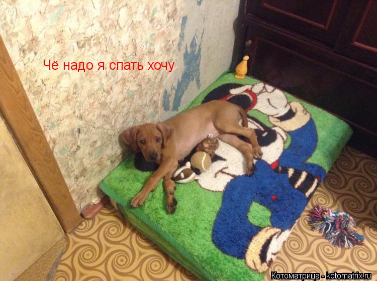 Чё надо я спать хочу... Котоматрица: Чё надо я спать хочу