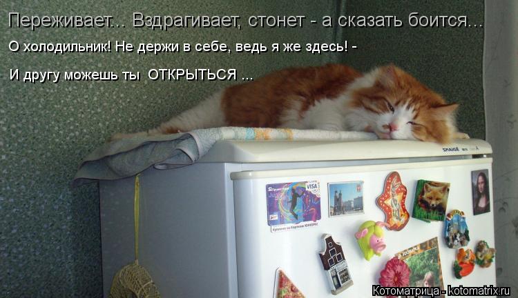 Котоматрица: О холодильник! Не держи в себе, ведь я же здесь! - И другу можешь ты  ОТКРЫТЬСЯ ... Переживает... Вздрагивает, стонет - а сказать боится...