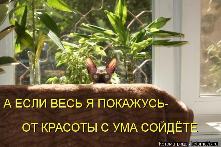 А ЕСЛИ ВЕСЬ Я ПОКАЖУСЬ- ОТ КРАСОТЫ С УМА СОЙДЁТЕ... Котоматрица: А ЕСЛИ ВЕСЬ Я ПОКАЖУСЬ- ОТ КРАСОТЫ С УМА СОЙДЁТЕ