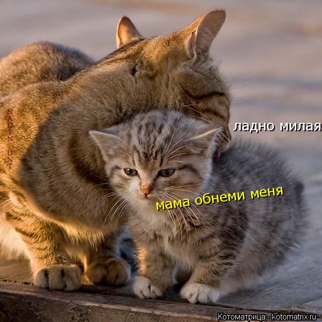 ладно милая моя мама обнеми меня... Котоматрица: ладно милая моя мама обнеми меня