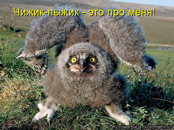 Чижик-пыжик - это про меня!... Котоматрица: Чижик-пыжик - это про меня!