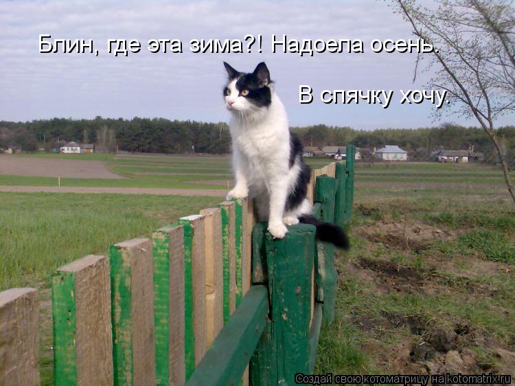 Блин, где эта зима?! Надоела осень. В спячку хочу.... Котоматрица: Блин, где эта зима?! Надоела осень. В спячку хочу.