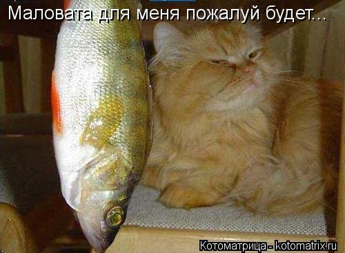 Маловата для меня пожалуй будет...... Котоматрица: Маловата для меня пожалуй будет...