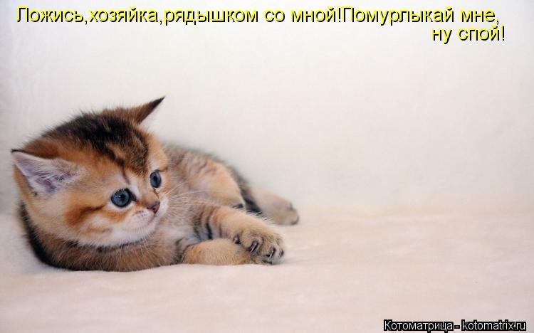 Ложись,хозяйка,рядышком со мной!Помурлыкай мне, ну спой!... Котоматрица: Ложись,хозяйка,рядышком со мной!Помурлыкай мне, ну спой!