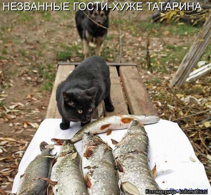 НЕЗВАННЫЕ ГОСТИ-ХУЖЕ ТАТАРИНА... Котоматрица: НЕЗВАННЫЕ ГОСТИ-ХУЖЕ ТАТАРИНА