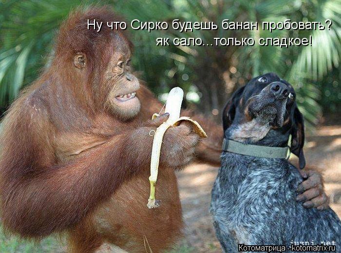 Ну что Сирко будешь банан пробовать? як сало...только сладкое!... Котоматрица: Ну что Сирко будешь банан пробовать? як сало...только сладкое!