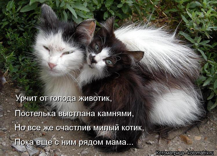 Урчит от голода животик, Постелька выстлана камнями, Но все же счастлив милый котик, Пока еще с ним р... Котоматрица: Урчит от голода животик, Постелька выстлана камнями, Но все же счастлив милый котик, Пока еще с ним рядом мама...