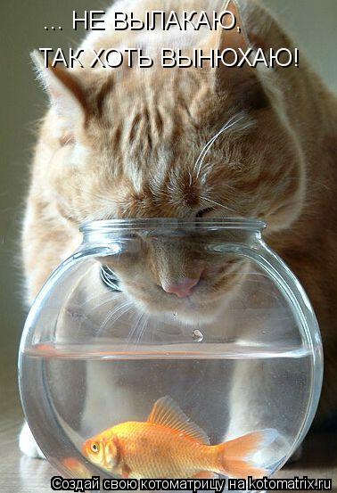 ... НЕ ВЫЛАКАЮ, ТАК ХОТЬ ВЫНЮХАЮ!... Котоматрица: ... НЕ ВЫЛАКАЮ, ТАК ХОТЬ ВЫНЮХАЮ!