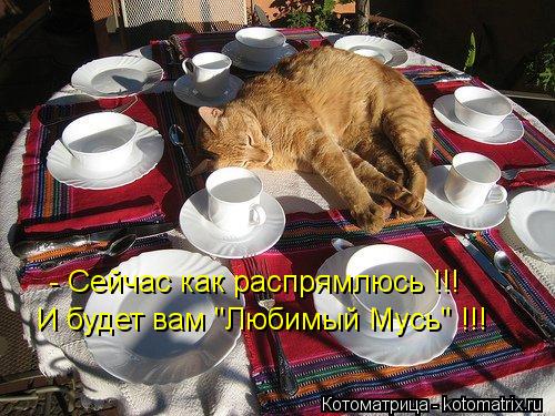 - Сейчас как распрямлюсь !!! И будет вам "Любимый Мусь" !!!... Котоматрица: - Сейчас как распрямлюсь !!! И будет вам "Любимый Мусь" !!!
