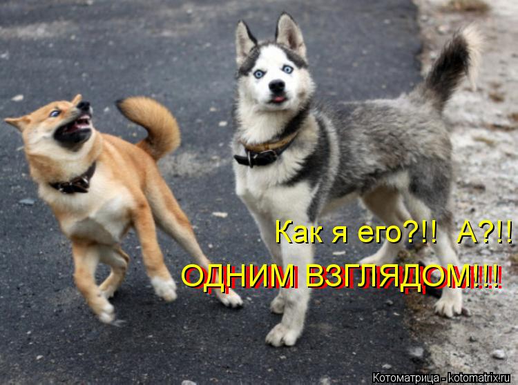 Как я его?!! А?!! ОДНИМ ВЗГЛЯДОМ!!! ОДНИМ ВЗГЛЯДОМ!!!... Котоматрица: Как я его?!! А?!! ОДНИМ ВЗГЛЯДОМ!!! ОДНИМ ВЗГЛЯДОМ!!!