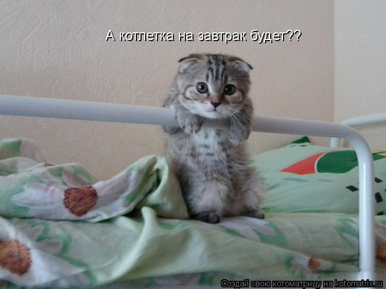 А котлетка на завтрак будет??... Котоматрица: А котлетка на завтрак будет??