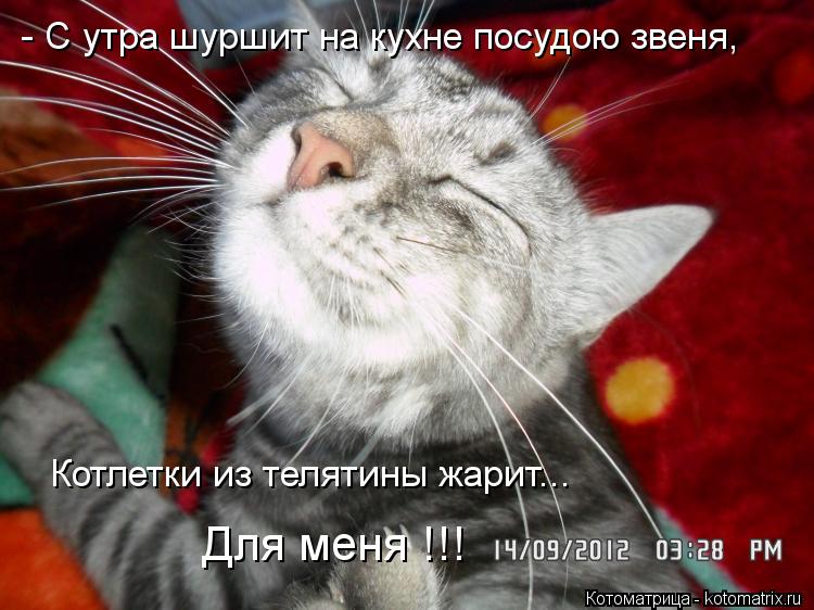 - С утра шуршит на кухне посудою звеня, Котлетки из телятины жарит... Для меня !!!... Котоматрица: - С утра шуршит на кухне посудою звеня, Котлетки из телятины жарит... Для меня !!!