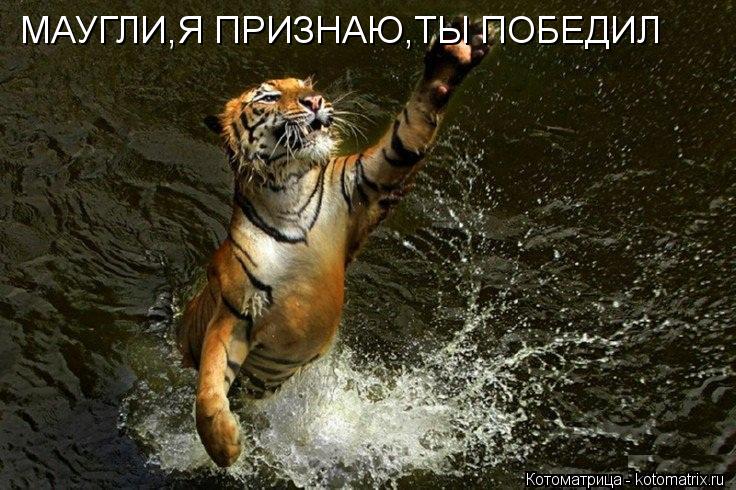 МАУГЛИ,Я ПРИЗНАЮ,ТЫ ПОБЕДИЛ... Котоматрица: МАУГЛИ,Я ПРИЗНАЮ,ТЫ ПОБЕДИЛ