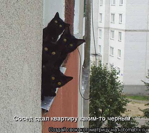 Сосед сдал квартиру каким-то черным...... Котоматрица: Сосед сдал квартиру каким-то черным...