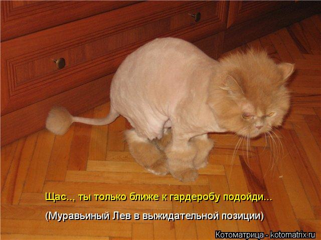 Щас.., ты только ближе к гардеробу подойди... (Муравьиный Лев в выжидательной позиции)... Котоматрица: Щас.., ты только ближе к гардеробу подойди... (Муравьиный Лев в выжидательной позиции)