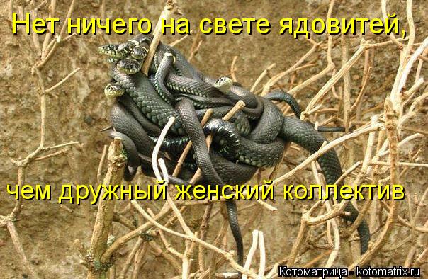 Нет ничего на свете ядовитей, чем дружный женский коллектив... Котоматрица: Нет ничего на свете ядовитей, чем дружный женский коллектив