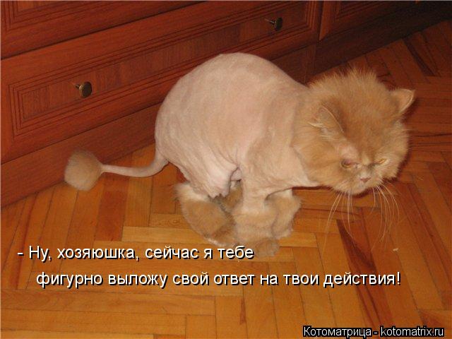 - Ну, хозяюшка, сейчас я тебе фигурно выложу свой ответ на твои действия!... Котоматрица: - Ну, хозяюшка, сейчас я тебе фигурно выложу свой ответ на твои действия!
