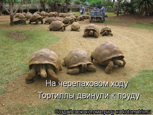 На черепаховом ходу Тортиллы двинули к пруду... Котоматрица: На черепаховом ходу Тортиллы двинули к пруду