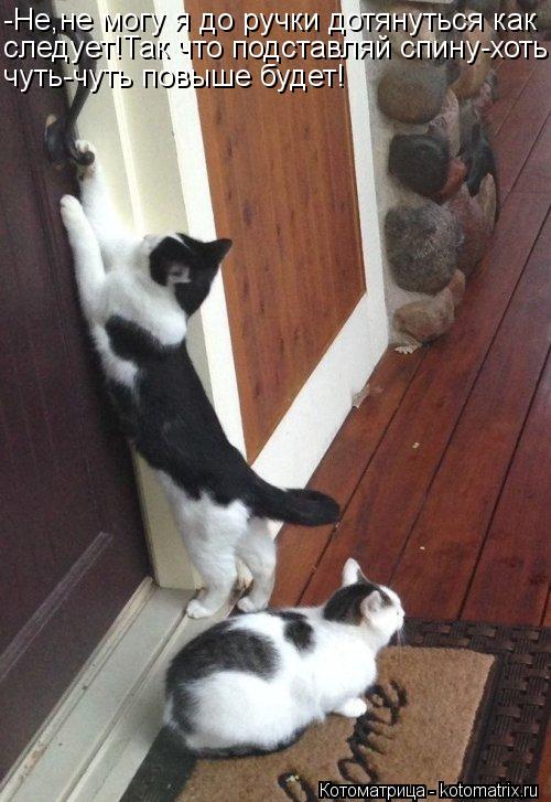 -Не,не могу я до ручки дотянуться как следует!Так что подставляй спину-хоть чуть-чуть повыше будет!... Котоматрица: -Не,не могу я до ручки дотянуться как следует!Так что подставляй спину-хоть чуть-чуть повыше будет!
