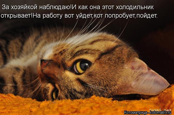 За хозяйкой наблюдаю!И как она этот холодильник открывает!На работу вот уйдет,кот попробует,пойдет.... Котоматрица: За хозяйкой наблюдаю!И как она этот холодильник открывает!На работу вот уйдет,кот попробует,пойдет.