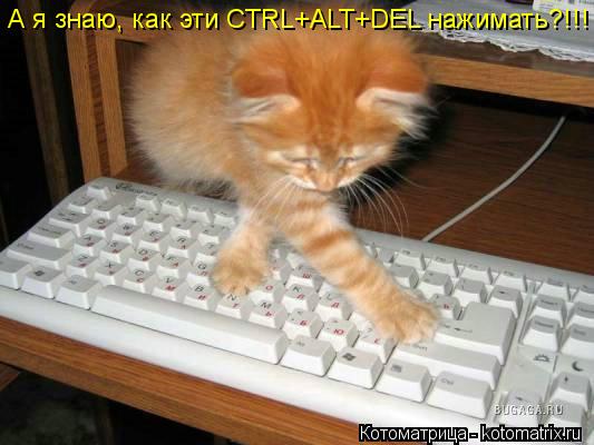 А я знаю, как эти CTRL+ALT+DEL нажимать?!!!... Котоматрица: А я знаю, как эти CTRL+ALT+DEL нажимать?!!!
