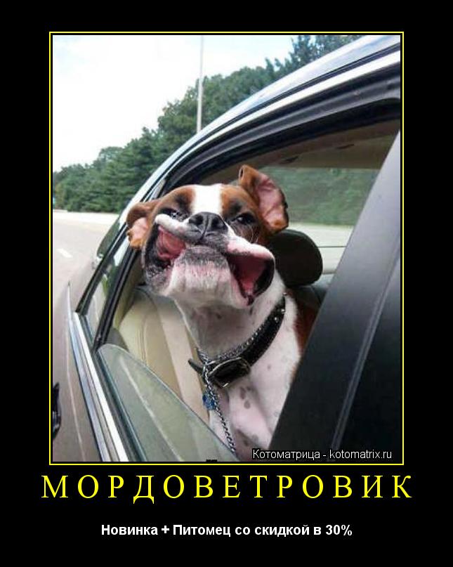 МОРДОВЕТРОВИК Новинка + Питомец со скидкой в 30%... Котоматрица: МОРДОВЕТРОВИК Новинка + Питомец со скидкой в 30%