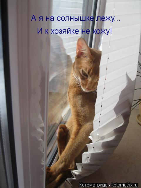 И к хозяйке не хожу! А я на солнышке лежу...... Котоматрица: И к хозяйке не хожу! А я на солнышке лежу...