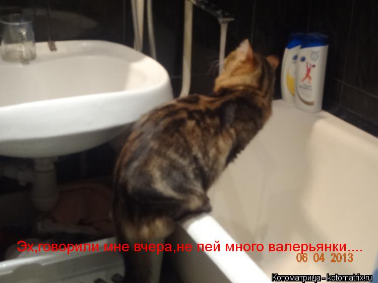 Эх,говорили мне вчера,не пей много валерьянки....... Котоматрица: Эх,говорили мне вчера,не пей много валерьянки....