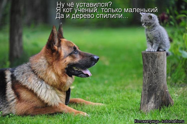 Ну чё уставился? Я кот ученый, только маленький Да и дерево спилили...... Котоматрица: Ну чё уставился? Я кот ученый, только маленький Да и дерево спилили...
