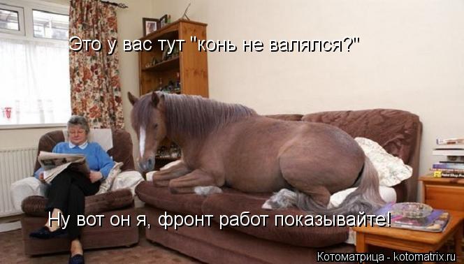 Это у вас тут "конь не валялся?" Ну вот он я, фронт работ показывайте!... Котоматрица: Это у вас тут "конь не валялся?" Ну вот он я, фронт работ показывайте!