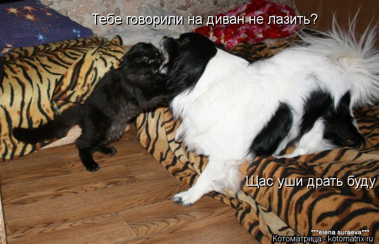 Тебе говорили на диван не лазить? Щас уши драть буду... Котоматрица: Тебе говорили на диван не лазить? Щас уши драть буду