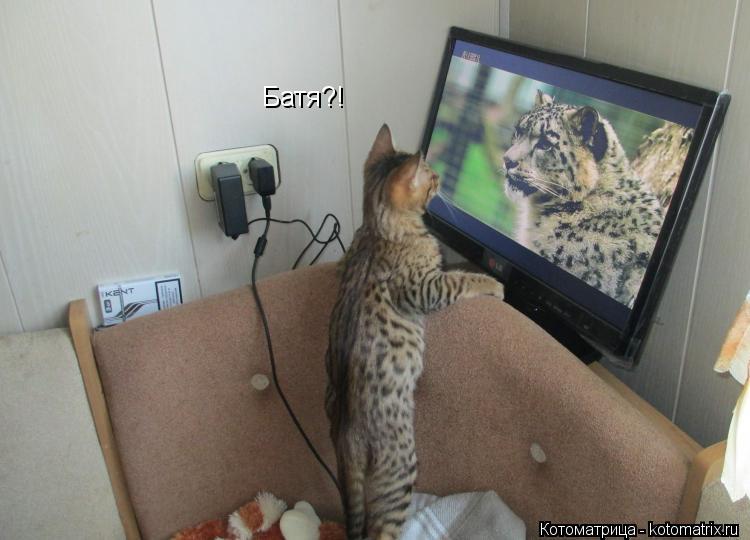 Батя?!... Котоматрица: Батя?!