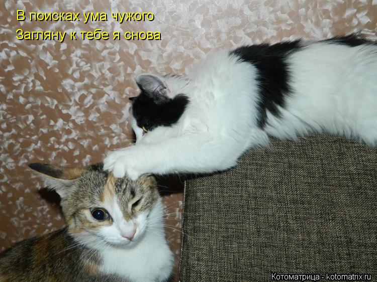 В поисках ума чужого Загляну к тебе я снова... Котоматрица: В поисках ума чужого Загляну к тебе я снова