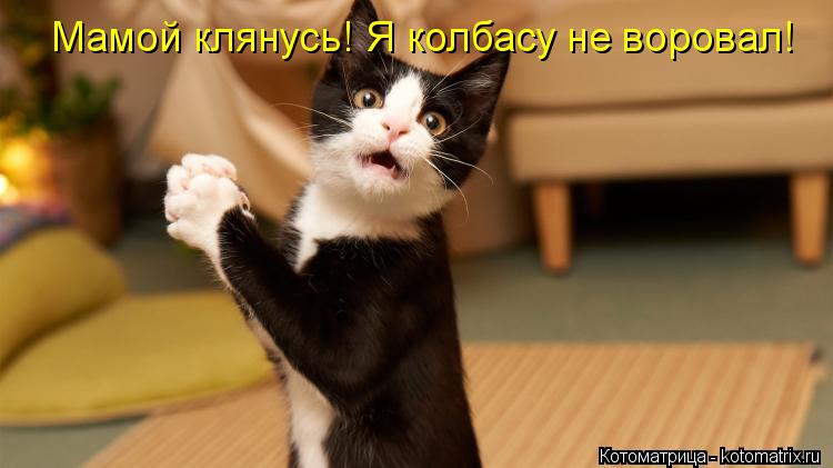 Мамой клянусь! Я колбасу не воровал!... Котоматрица: Мамой клянусь! Я колбасу не воровал!