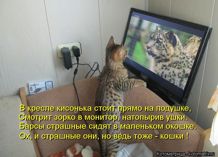 В кресле кисонька стоит прямо на подушке, Смотрит зорко в монитор, натопырив ушки. Барсы страшные сид... Котоматрица: В кресле кисонька стоит прямо на подушке, Смотрит зорко в монитор, натопырив ушки. Барсы страшные сидят в маленьком окошке. Ох, и страшные он