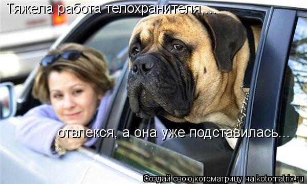 Тяжела работа телохранителя,... отвлекся, а она уже подставилась...... Котоматрица: Тяжела работа телохранителя,... отвлекся, а она уже подставилась...