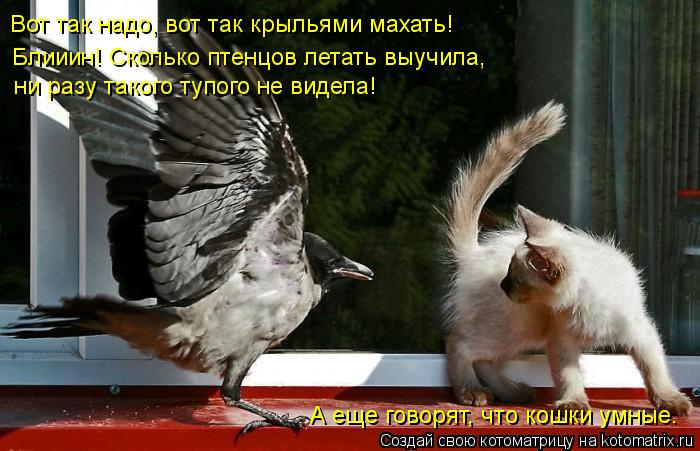 Вот так надо, вот так крыльями махать! Блииин! Сколько птенцов летать выучила, ни разу такого тупого... Котоматрица: Вот так надо, вот так крыльями махать! Блииин! Сколько птенцов летать выучила, ни разу такого тупого не видела! А еще говорят, что кошки умны