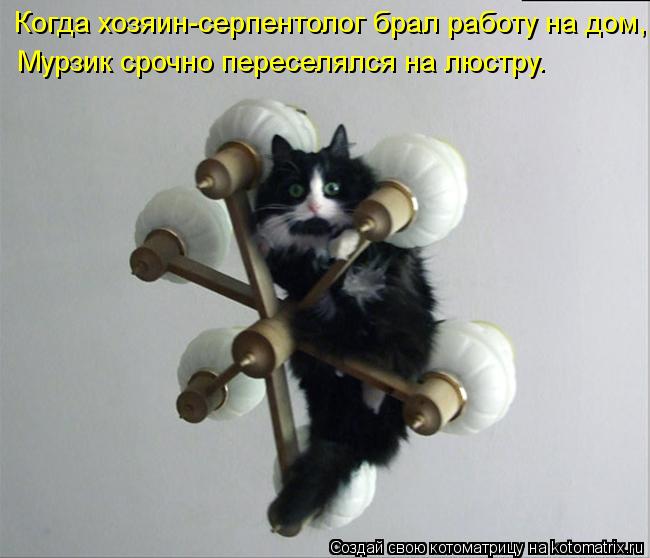 Когда хозяин-серпентолог брал работу на дом, Мурзик срочно переселялся на люстру.... Котоматрица: Когда хозяин-серпентолог брал работу на дом, Мурзик срочно переселялся на люстру.