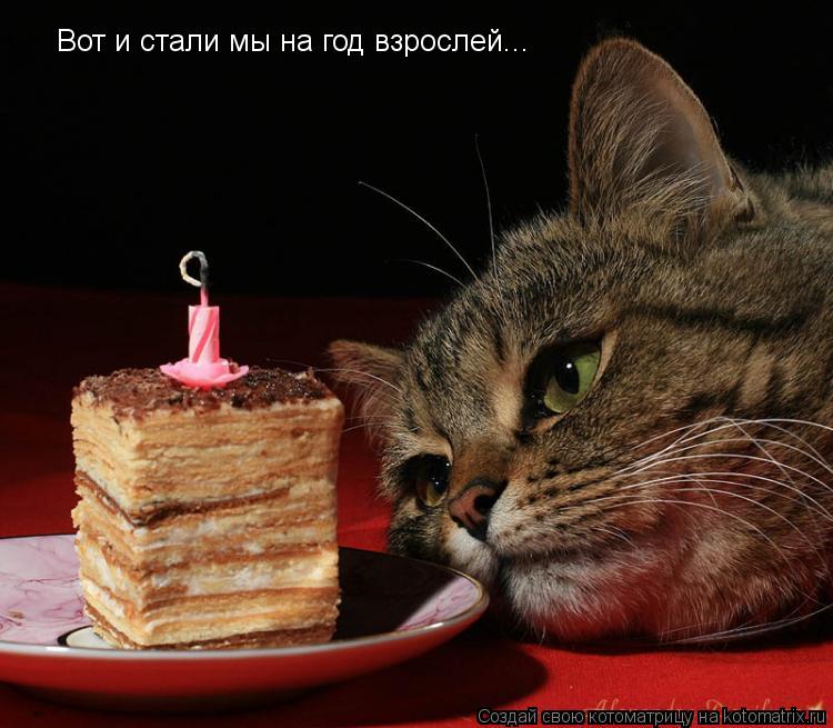 Вот и стали мы на год взрослей...... Котоматрица: Вот и стали мы на год взрослей...
