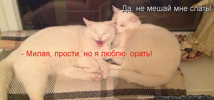 - Да, не мешай мне спать! - Милая, прости, но я люблю орать!... Котоматрица: - Да, не мешай мне спать! - Милая, прости, но я люблю орать!