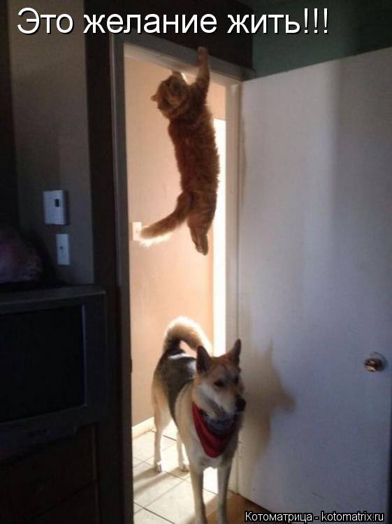 Это желание жить!!!... Котоматрица: Это желание жить!!!