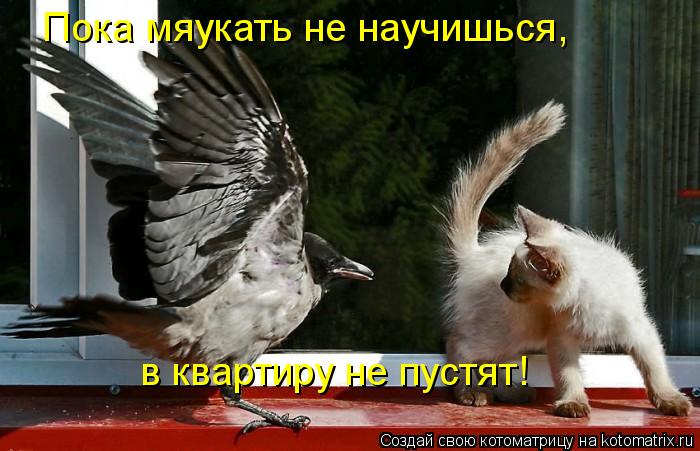 Пока мяукать не научишься, в квартиру не пустят!... Котоматрица: Пока мяукать не научишься, в квартиру не пустят!