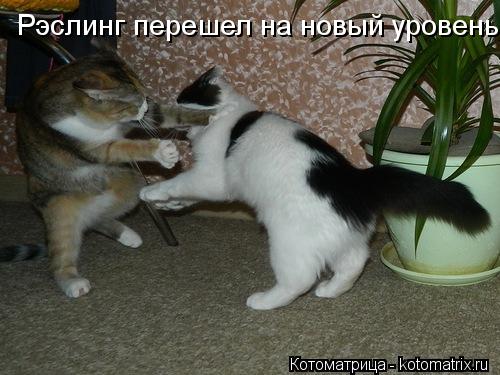 Рэслинг перешел на новый уровень .... Котоматрица: Рэслинг перешел на новый уровень .