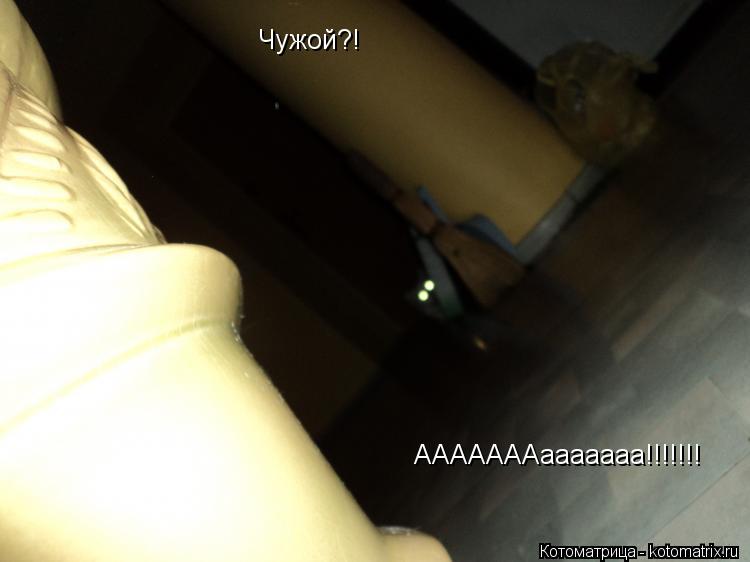 Чужой?! АААААААааааааа!!!!!!!... Котоматрица: Чужой?! АААААААааааааа!!!!!!!