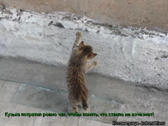 Кузька потратил ровно час,чтобы понять,что стекло не изчезнет!... Котоматрица: Кузька потратил ровно час,чтобы понять,что стекло не изчезнет!