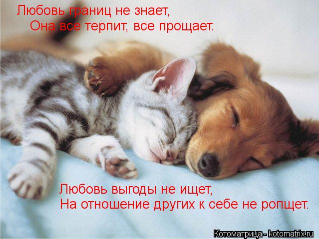 Любовь границ не знает, Она все терпит, все прощает. Любовь выгоды не ищет, На отношение других к себ... Котоматрица: Любовь границ не знает, Она все терпит, все прощает. Любовь выгоды не ищет, На отношение других к себе не ропщет.