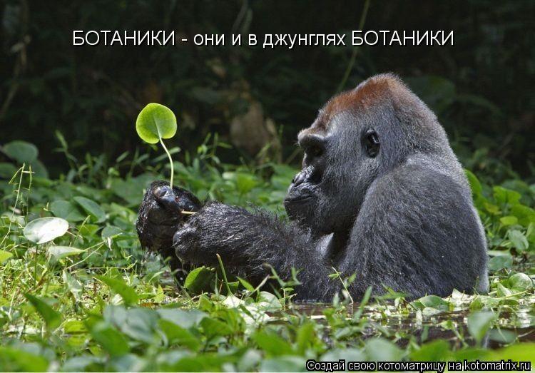 БОТАНИКИ - они и в джунглях БОТАНИКИ... Котоматрица: БОТАНИКИ - они и в джунглях БОТАНИКИ