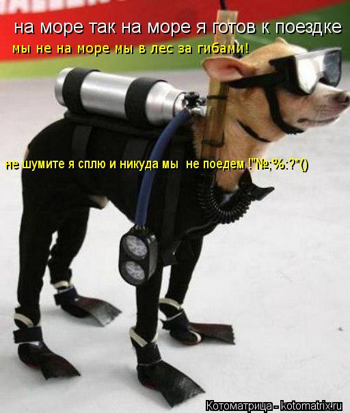 на море так на море я готов к поездке мы не на море мы в лес за гибами! не шумите я сплю и никуда мы ... Котоматрица: на море так на море я готов к поездке мы не на море мы в лес за гибами! не шумите я сплю и никуда мы не поедем !"№;%:?*()