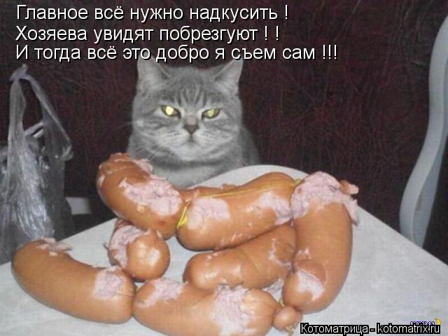 Главное всё нужно надкусить ! Хозяева увидят побрезгуют ! ! И тогда всё это добро я съем сам !!!... Котоматрица: Главное всё нужно надкусить ! Хозяева увидят побрезгуют ! ! И тогда всё это добро я съем сам !!!