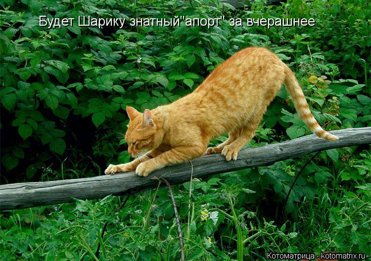 Будет Шарику знатный"апорт" за вчерашнее... Котоматрица: Будет Шарику знатный"апорт" за вчерашнее